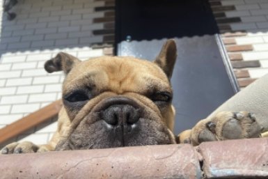 Не играют, не бегают, а только спят: 8 самых ленивых пород собак - почти как кошки ИА Stavropol.Media