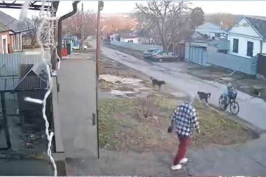 Момент нападения собак на мальчика в Ессентуках попал на видео скриншот видео из соцсетей