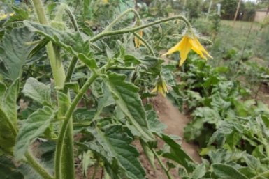 Почему на томатах скручиваются листья и что с этим делать: опытные дачники нашли ответ ИА StavropolMedia