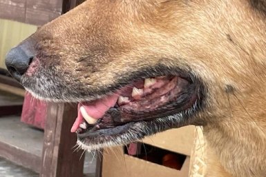 Бастрыкину доложат по делу о нападении стаи собак на ребёнка в Ессентуках ИА Stavropol.Media