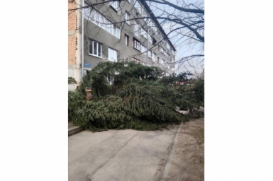 Огромная ель рухнула из-за сильного ветра в Кисловодске