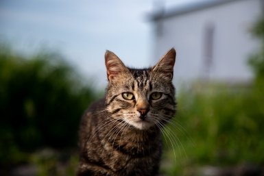 Пушистые, ласковые и игривые: 5 лучших пород котов ИА Stavropol.Media