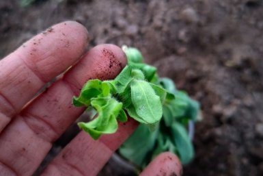 Петуния Автора