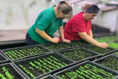 Около 900 тысяч растений высадят за сезон в этом году на клумбах в Ставрополе Соцсети главы Ставрополя Ивана Ульянченко