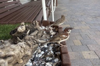 Итоги масштабной переписи воробьёв подвели на Ставрополье ИА Stavropol.Media