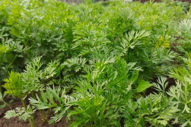 Морковь Автора