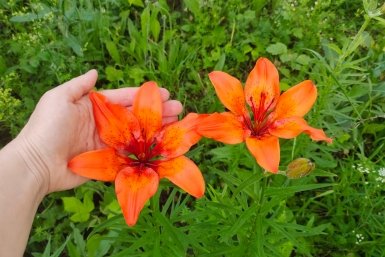 Лилии Автора