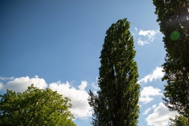 5,7 млн рублей выделят на развитие питомников Ставрополья ИА Stavropol.Media