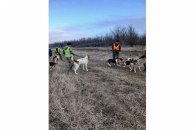 Бродивших вблизи села Донского шакалов отловили на Ставрополье Минприроды Ставрополья