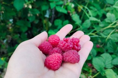 Малина под контролем: один секрет при посадке - и ягода не лезет куда попало много лет ИА StavropolMedia