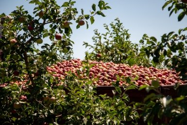 Сад с яблонями на шпалерах заложат в Новоалександровском округе Ставрополья