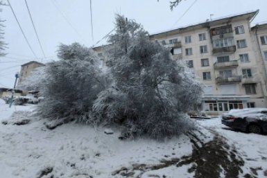 Четыре дерева рухнули ночью из-за сильного снегопада в Кисловодске Соцсети главы Кисловодска Евгения Моисеева
