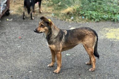 Новый метод чипирования бродячих животных внедряют в Ставрополе