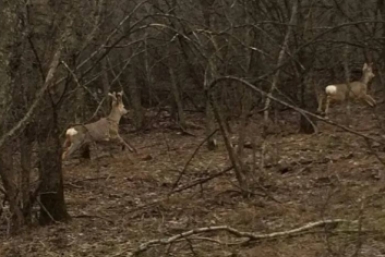 На Ставрополье стартовал ежегодный подсчёт диких животных с помощью тепловизоров минприроды