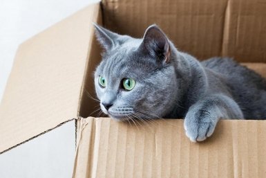 Почему коты обожают коробки: ученые раскрыли секрет странной привычки ИИ Kandinsky (18+)