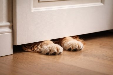 Запертую в квартире после смерти хозяйки собаку пытаются спасти в Ессентуках Сгенерировано нейросетью ChatGPT (18+)