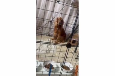 Погибающую в квартире без еды после смерти хозяйки собаку спасли в Ессентуках Архив волонтёров группы &quotТвори Добро&quot