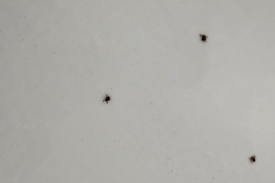 Клещи Автора