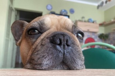 Не грызёт мебель, обувь и не воняет псиной: 8 самых аккуратных пород собак для квартиры ИА Stavropol.Media