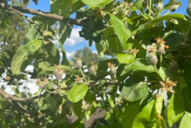 В начале весны — обязательно: 100 гр на 10 л — яблони здоровее быка, урожай тачками вывозить будете ИА KrasnodarMedia