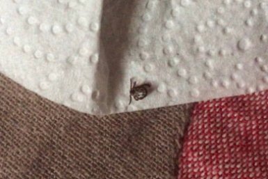 Сразу два укуса проснувшихся клещей зафиксировали за неделю на Ставрополье ИА Stavropol.Media