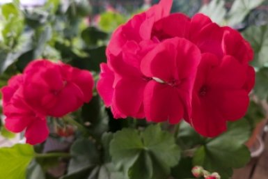 Герани в марте - первым делом: 1 ложка в воду - и буйное цветение до глубокой осени ИА StavropolMedia