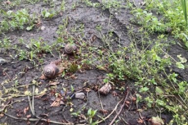 &quotТроянский конь&quot для слизней: 1 ловушка избавит от моллюсков на весь сезон — без химии фото автора