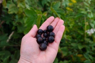 Смородина Автора