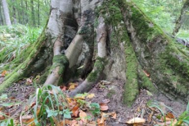 Пьяного автоугонщика нашли в спящим в лесу полицейские Ставрополья ИА Stavropol.Media