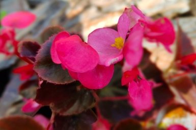 Однолетник Автора