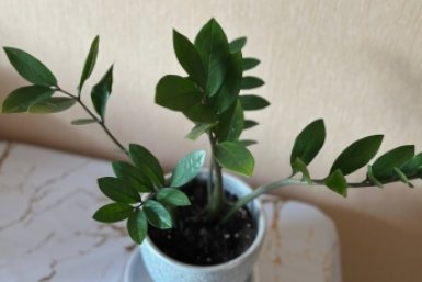 Всего 2 капли под корень - и дохлый куст превратится в джунгли: даже капризный замиокулькас пустит новые побеги ИА Stavropol.Media