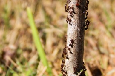 муравьи pxhere.com