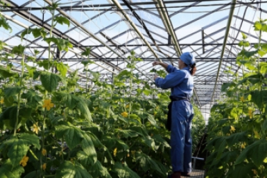 теплица Мария Оленникова, ИА IrkutskMedia