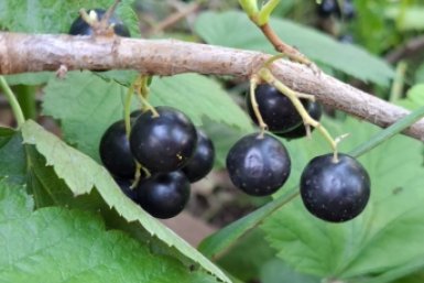 Ягод будет с гулькин нос: 3 ошибки садоводов, от которых урожай смородины тает год от года ИА StavropolMedia