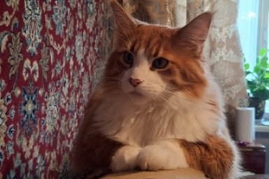 Интеллект на четырех лапах: рейтинг самых умных котов - запоминают команды лучше овчарок ИА Stavropol.Media