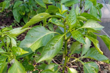 По 2 стакана и 3 ложки в лунку - перцы завалят урожаем: за плодами листьев не видно ИА StavropolMedia