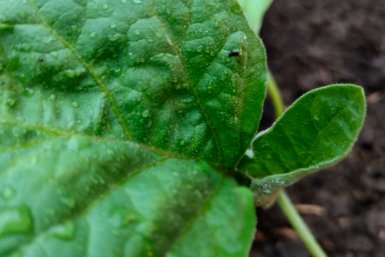 Баклажаны Автора