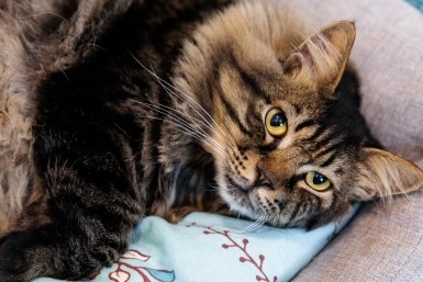 Навсегда забыл про миф &quot1 год за 7&quot - и узнал реальный возраст своей кошки: формула ветеринаров Евгений Кулешов, ИА PrimaMedia.ru