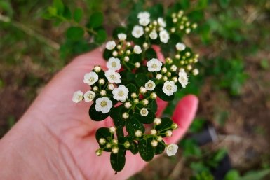 Спирея Автора