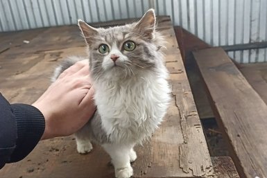 Топ-5 самых ласковых пород кошек, которые будут ходить за вами хвостиком: преданнее любой собаки ИА Stavropol.Media