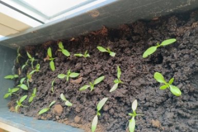 Беру 1 вещь с кухни и иду к рассаде: перцы и томаты пикировку и не замечают - щадящий способ ИА KrasnodarMedia