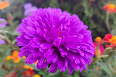 Астра Автора