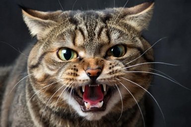 Самые опасные породы кошек: лучше не заводить семьям с детьми и новичкам ИИ Kandinsky (18+)