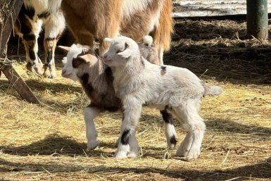 11 малышей овец, камерунских коз и муфлонов: в зоопарке Ставрополя бэби-бум Пресс-служба ставропольских парков