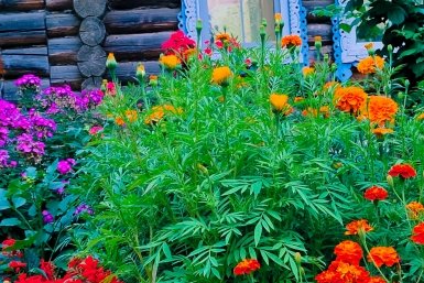 Клумба Автора