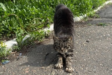 Я думала, он никогда не оттает: как уличный кот научился доверять и дарить тепло Кудрявцева М. П., ИА UssurMedia.ru