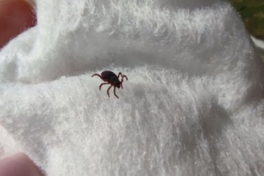 Информацию о нашествии новых &quotклещей-мутантов&quot опровергли на Ставрополье ИА Stavropol.Media