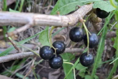 Чудо на грядке: 5 действий весной - и ваша смородина станет примером для соседей ИА StavropolMedia