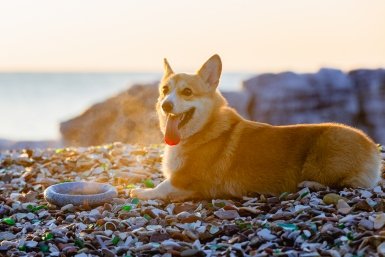 зима, погода, бухта Стеклянная,  собака, корги Мария Смитюк, ИА PrimaMedia.ru