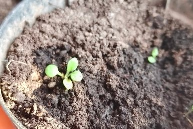 Петуния Автора